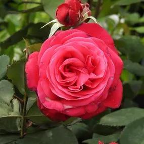 Timeless Charisma Rose (Rosa Timeless Charisma) 1